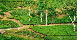 মৌলভীবাজারে চা বাগানের ম্যানেজার অপসারণের দাবিতে শ্রমিকদের আন্দোলন